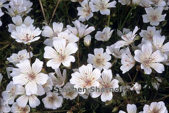 limnanthes douglasii ssp rosea 3 graphic